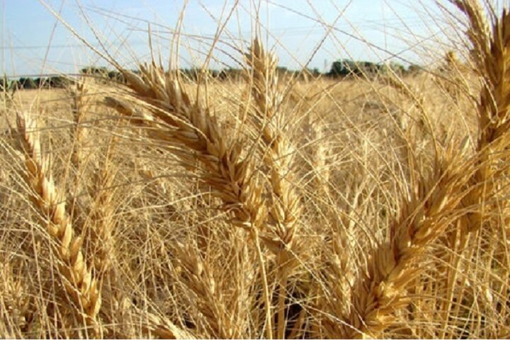 هشترود؛ سرزمین ایمان، تاریخ و خوشه‌های طلایی گندم