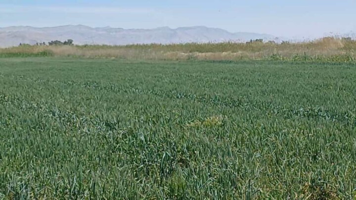 تکمیل شبکه آبیاری خدا آفرین با اشتغال ۴۰ هزار نفر در استان اردبیل