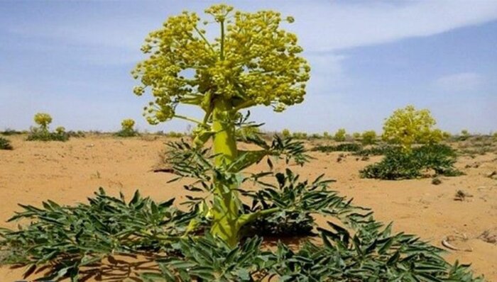 طلای گیاهی در چمدان خام‌فروشی