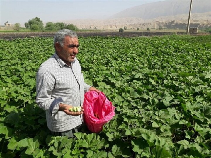 فصل کار و کوشش در دره‌شهر/ برداشت ۱۶ هزار تُن محصول پاییزه