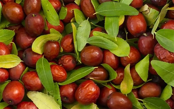 ایجاد بورس عناب، راهکاری برای ارزش افزوده این محصول