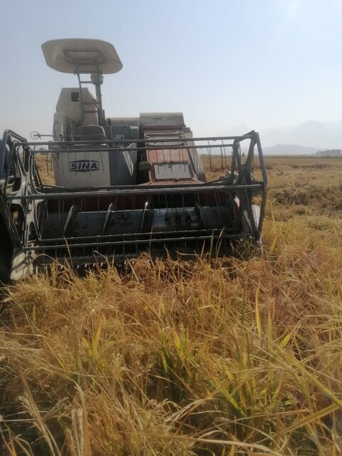 افزایش ۶۴ درصدی کشت مکانیزه کلزا در دره‌شهر