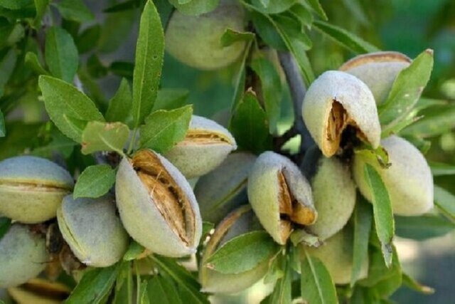 ۶۰ درصد باغات بادام در خراسان شمالی درگیر خشکیدگی