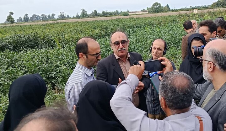 چالش‌های کشاورزی مازندران روی میز پژوهش/ از کمبود علوفه تا فلزات سنگین