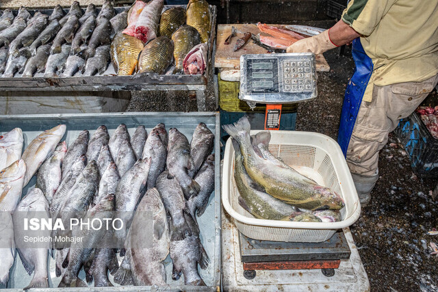 ماهی گزینه‌ای که نباید از سبد غذایی حذف شود