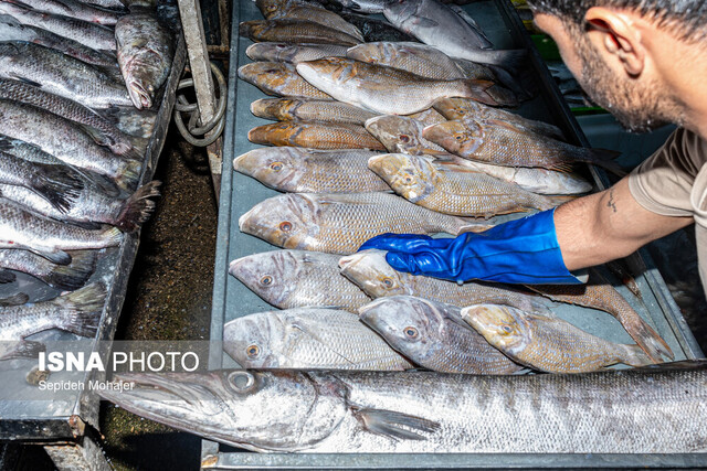 ماهی گزینه‌ای که نباید از سبد غذایی حذف شود