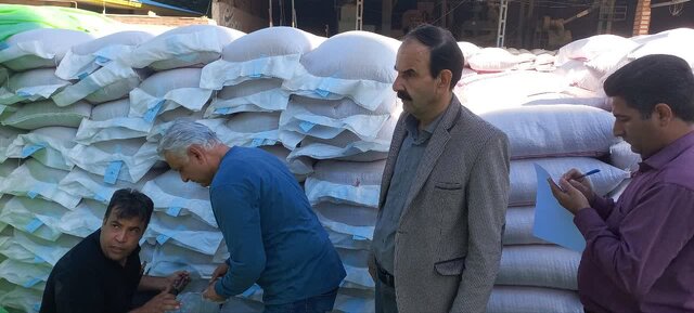 ایلام ظرفیت تولید بذر کیفی دارد/نتیجه پایشها مبنای برنامههای بهبود کیفیت خواهد بود