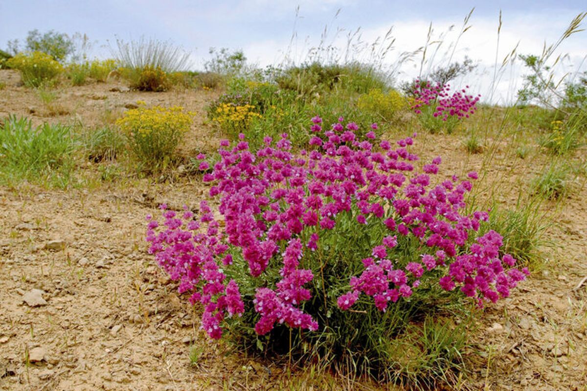 سرمایه‌گذاری برای رونق گیاهان دارویی در خراسان شمالی