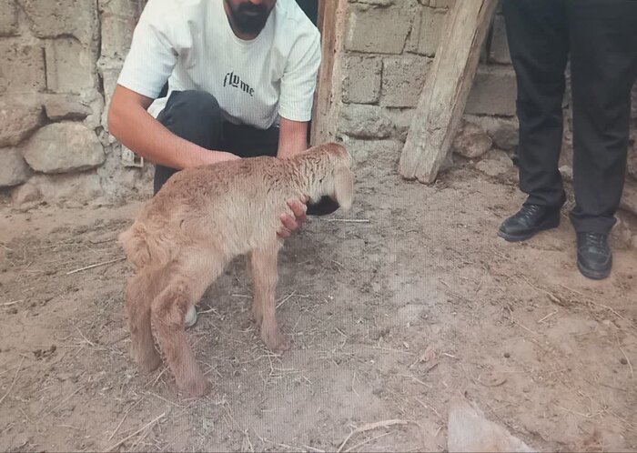 سارقان احشام در بیلهسوار دستگیر شدند