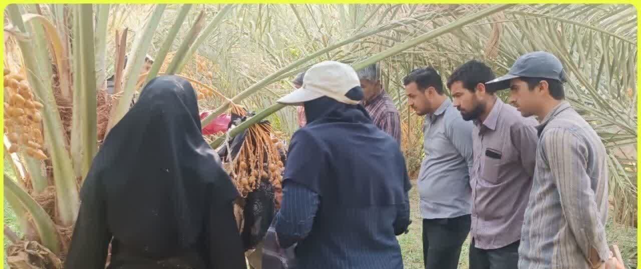  رصد و پایش میدانی باغات نخل شهرستان طبس