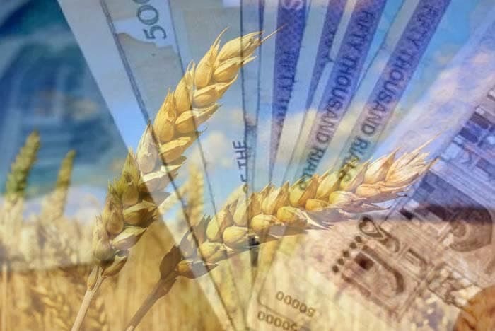 پرداخت ۸۸ درصد مطالبات گندمکاران در خراسان شمالی