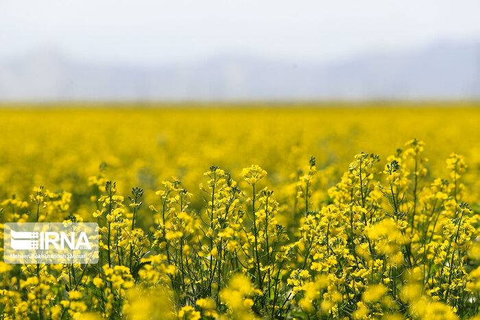 الگوی کشت؛ کلید مقابله با ناترازی تولید در کشاورزی استان اردبیل