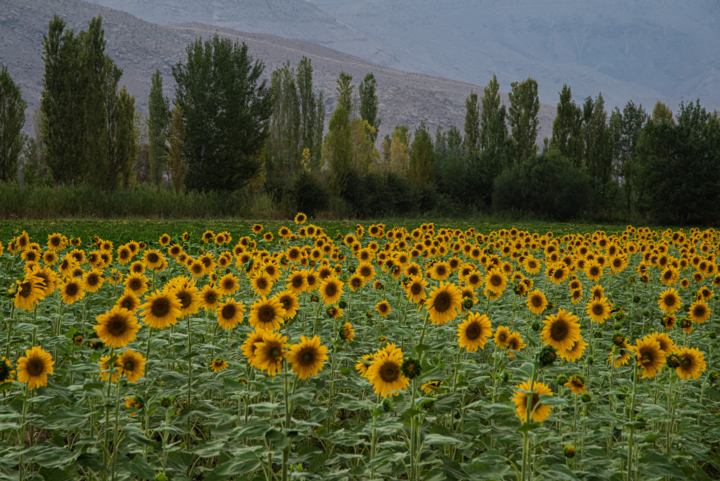 الگوی کشت؛ کلید مقابله با ناترازی تولید در کشاورزی استان اردبیل
