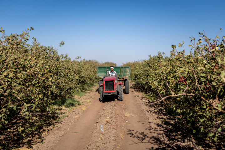 الگوی کشت؛ کلید مقابله با ناترازی تولید در کشاورزی استان اردبیل