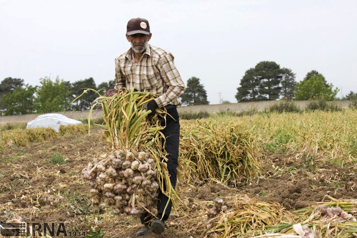 الگوی کشت؛ کلید مقابله با ناترازی تولید در کشاورزی استان اردبیل