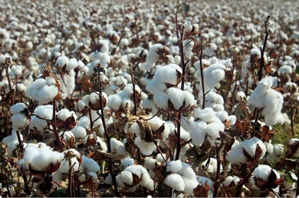 آغاز برداشت طلای سفید از مزارع خراسان جنوبی آغاز برداشت طلای سفید از مزارع خراسان جنوبی