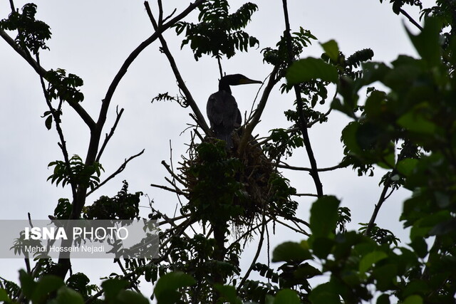 تالاب استیل آستارا؛ جاذبه‌ای بکر در میان الزامات زیست محیطی