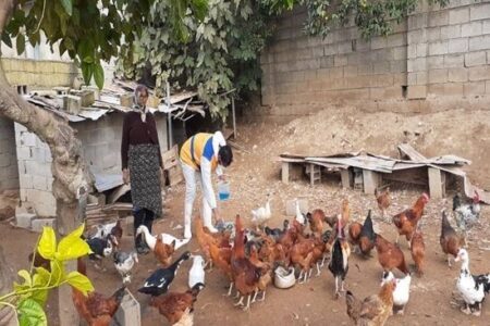 پایان طرح واکسیناسیون سراسری نیوکاسل طیور بومی در خراسان جنوبی