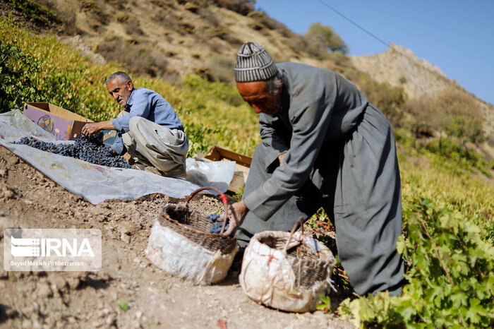 لبخند خاک به تاک