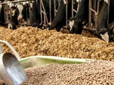 اخلال در توزیع نهاده‌های دامی خراسان جنوبی