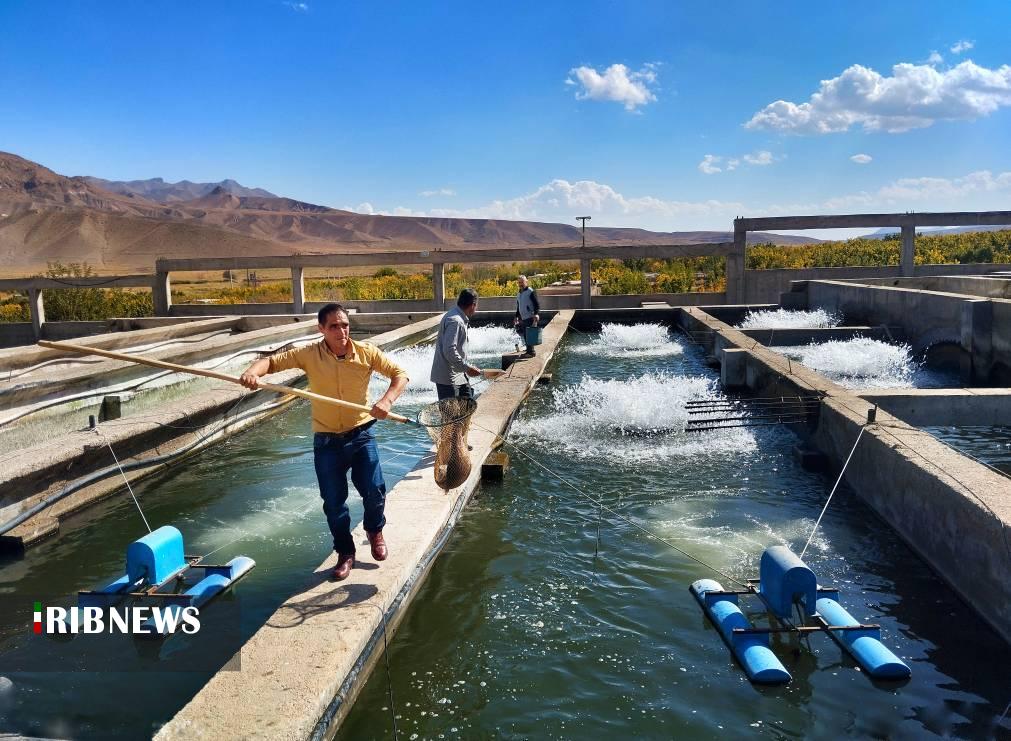 استان زنجان قطب تولید ماهیان سردآبی شمال غرب کشور استان زنجان قطب تولید ماهیان سردآبی شمال غرب کشور