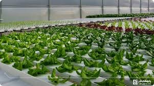 لزوم بهرهگیری از شیوه کشاورزی هیدروپونیک در شرایط خشکسالی